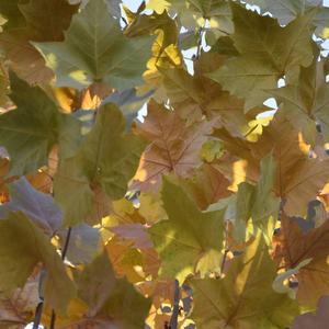 “一封未寄出的家书”