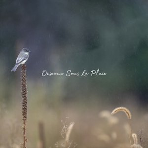 Oiseaux Et Pluie