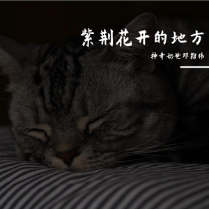 紫荆花开的地方（伴奏）