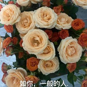 如你一般的人（Prod.金桔0RANG3）