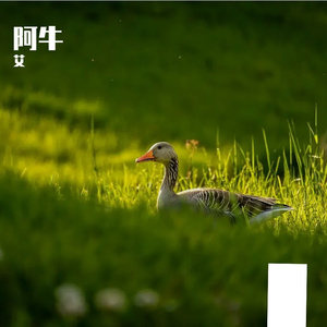 阿牛永远不会孤单