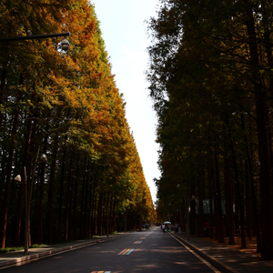 《蒲公英的花语》