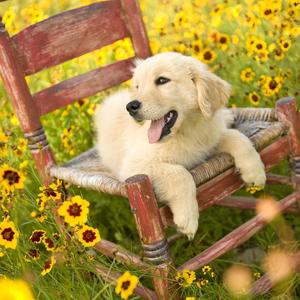 木椅上有只狗 (3)