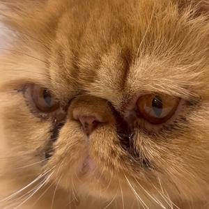 COWBOYS & SINNERS v1