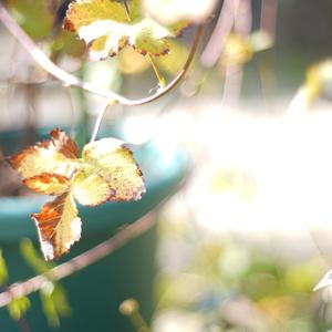 世界はあたしがみたいんだ