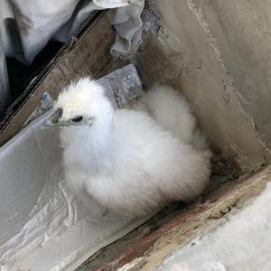 《年轻歌》词曲唱 赵鑫