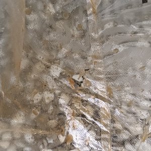 那年杏花微雨 我默念的是你