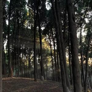 不是因为想你才想你（清唱）