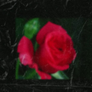 [free]原来玫瑰也会伤人 tybe beat t&lil Tjay &Juice Wrld