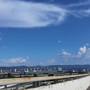 李子花开春申丽来