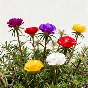 太阳花