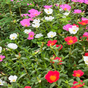 You're my everything