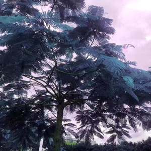 Giriboy-春象（JumJum Remix）