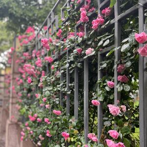 是芋泥味的（Prod.by SOULKEY）