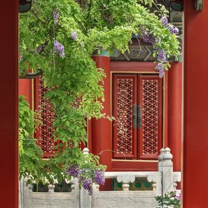 我的眼泪不听话 （翻自 小金娃）