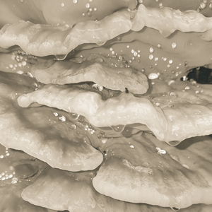 Shigeru (dünn wie Papier)