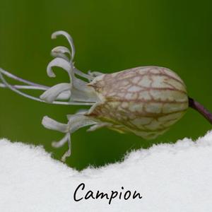 Campion