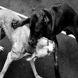 狗咬狗（prod.G.Ladio)