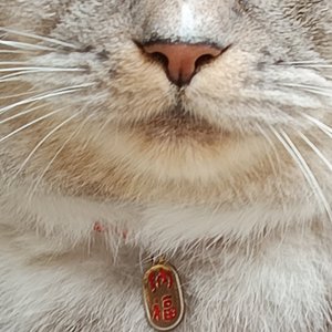 傲娇喵星人的霸气宣言.wav