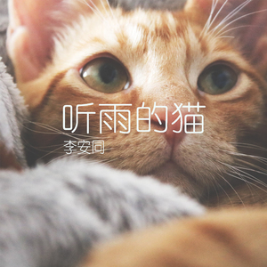 听雨的猫
