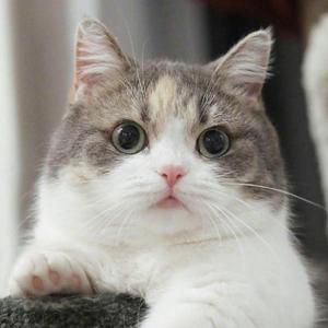 见返り美人_蛇さん (V0)