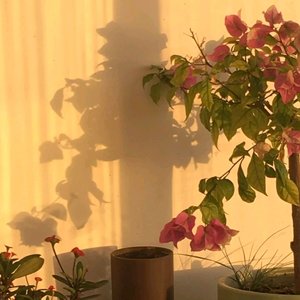 小樱井WINDY.-【FREE】“梦核少女生存指南”（小樱井WINDY. remix）