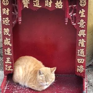 盛唐夜唱