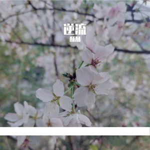 逆流——广播剧《重生后终于HE了》