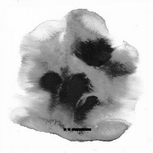 Palupita (Original Mix)