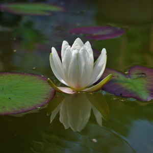 ありふれた愛の物語