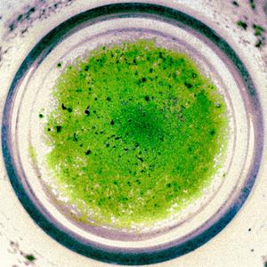 tradescantia zebrina