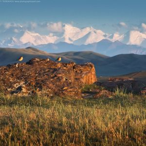 哈萨克歌曲《心不会痛》Ağırmaydı Jürek / Ауырмайды Жүрек