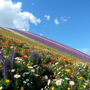 Onde As Sombras Caem