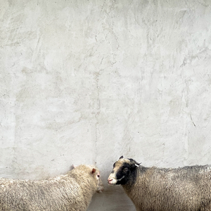 Salt Water Flush (Off Malaise Version)