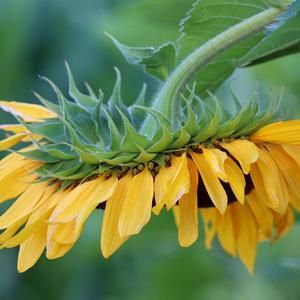 Kee_Disco_Ft（FSETGD remix）