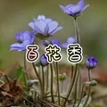 梦海 (虎牙版)