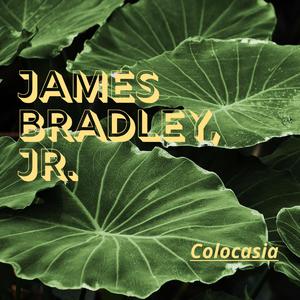 Colocasia