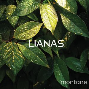 Montane (Rain)