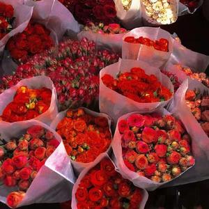 红蔷薇（温柔女声版）