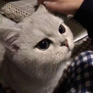 茫（抖音版）（翻自 李润祺）