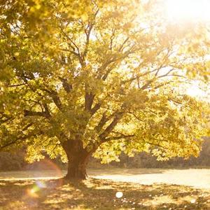 即刻 (Cover joysaaaa)