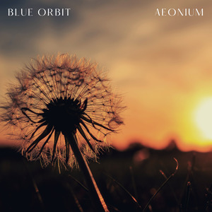 Aeonium