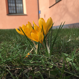 Vårsol