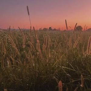 土坡上的狗尾草