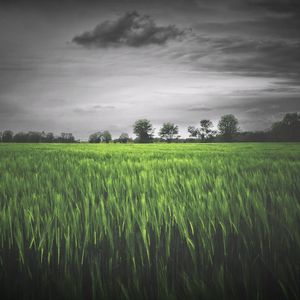 《尘埃博物馆》 (1)