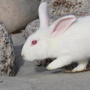 Anti Social Anti Social Anti Social