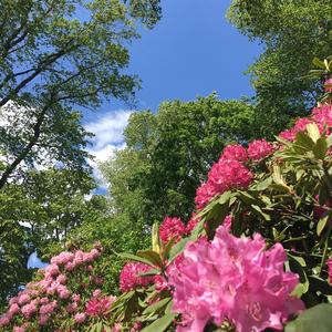 Sydämen puutarhassa (runo)