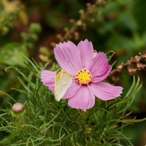 纯筝版｜但愿人长久