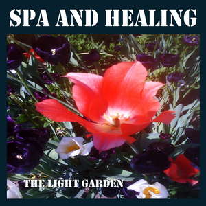 Dolfin
