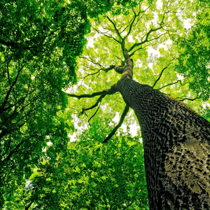 ASMR The Gentle Sound of Waves Good for Sleep